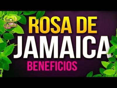 Para Que Sirve La Jamaica - Propiedades, Beneficios Y Contraindicaciones De  La Rosa De Jamaica @  - New Songs & Videos from 49 Top 20 &  Top 40 Music Charts from 30 Countries