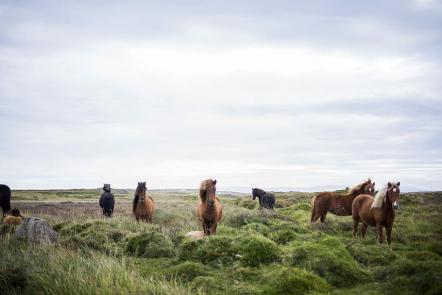 Horsey Hits Of The Past That Still Send Equestrians Wild