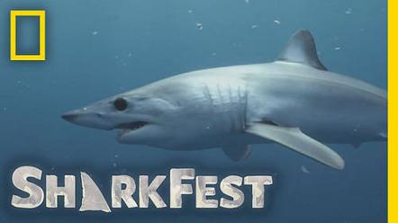 National Geographic Announces Largest "SharkFest" Event Yet Kicking Off Monday, July 5, Across Four Networks And Disney+